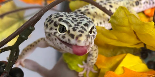 Can Leopard geckos Bite You?