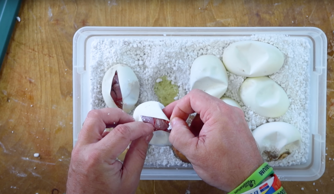 Pulling, Incubating, Cutting, & Hatching A Clutch Of Ball Python Eggs With Brian Barczyk