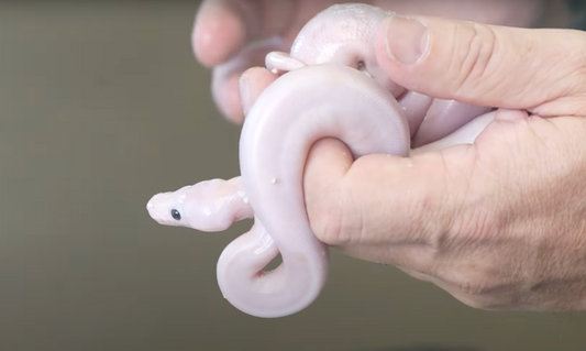Producing White Snakes? Crazy Update With Our New "Pumpkin" Ball Python Breeding Project.