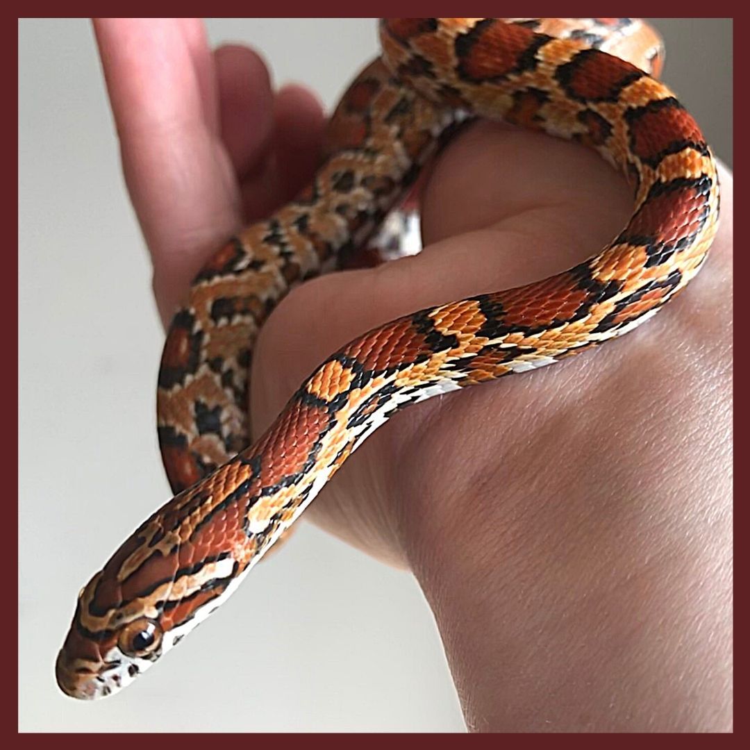 Corn snake on sale shop