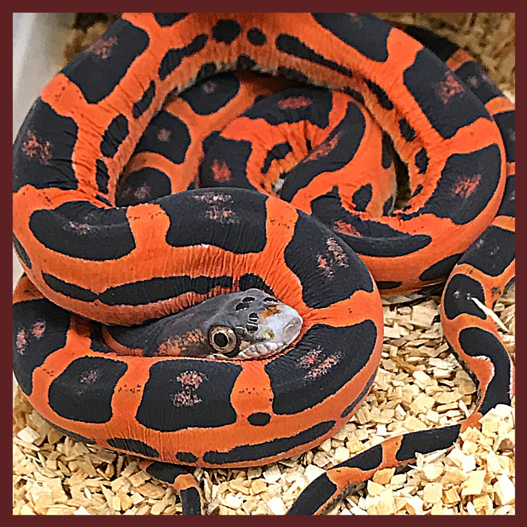 The metallic and blazing orange scales of Fea, the Baird's rat snake :  snakes