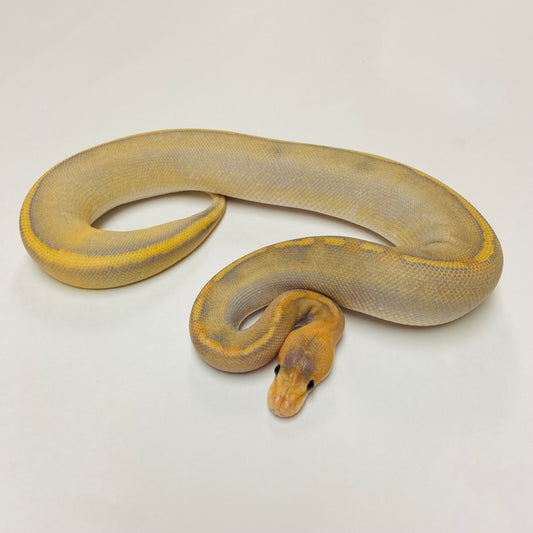 Mimosa Ball Python- Female #2023F01