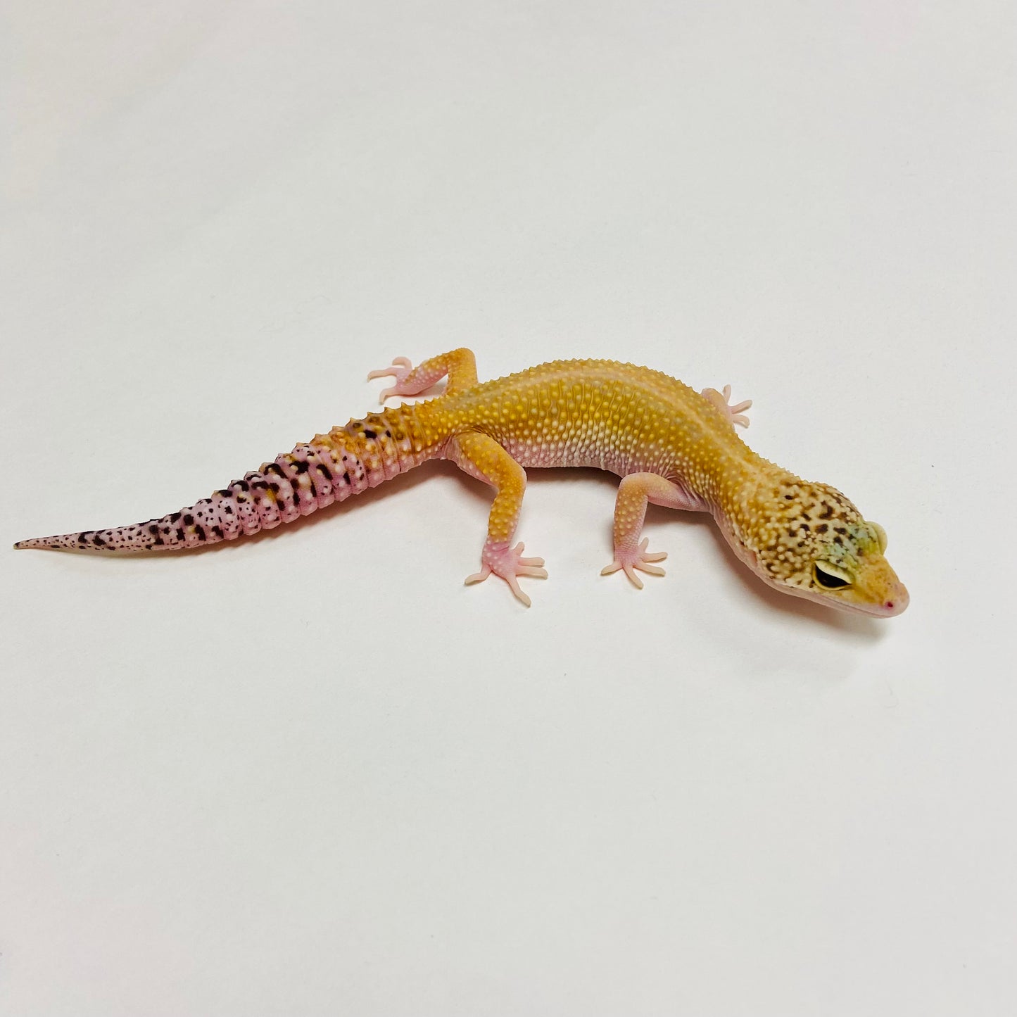 Tangerine W/Y Eclipse Leopard Gecko Female C-D2-70222-1