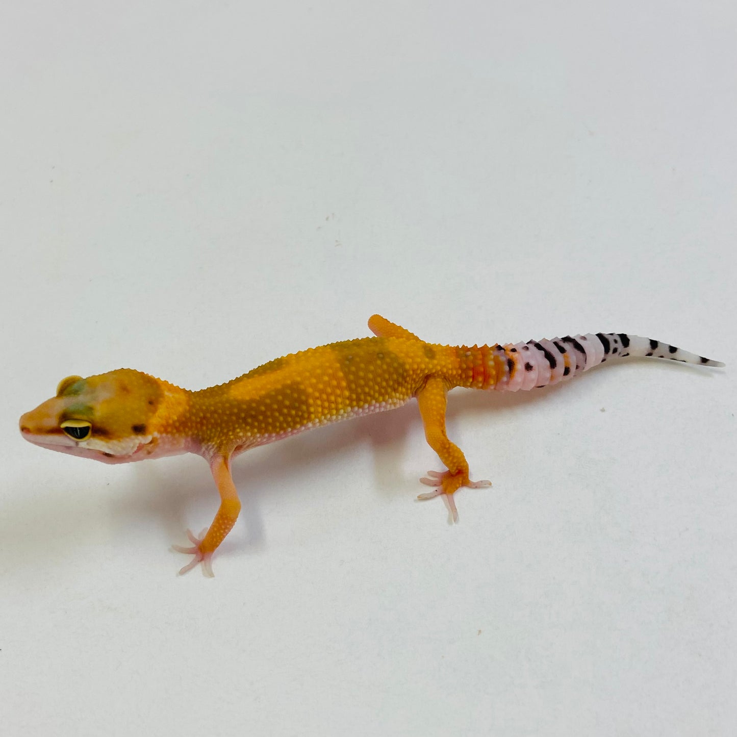 Hypo Tangerine Carrot Tail Leopard Gecko Pos Female #B-B2-52423-1