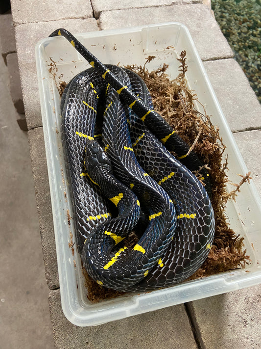 Adult Mangrove Snake- Male- Pet Only