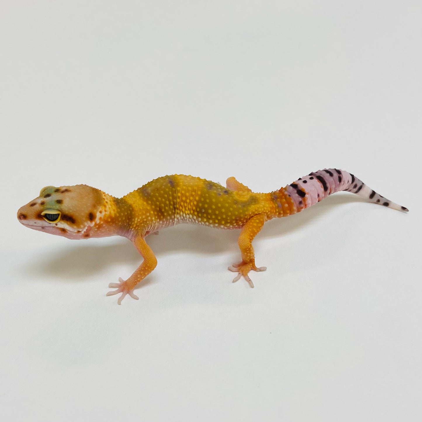 Citrine Het Tremper Leopard Gecko- Pos Female #D-C9-61723-1