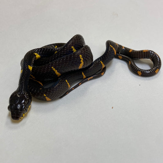 Mangrove Snake- 2023 Female #82023-F03