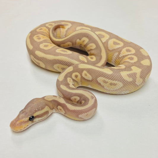 Banana Black Pastel Ball Python- Male #2023M01