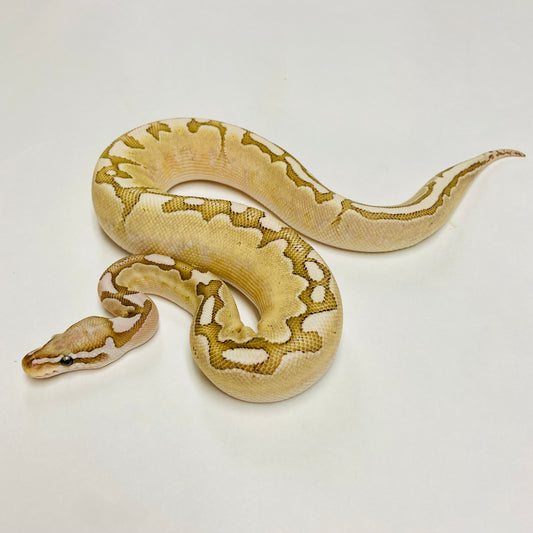 Vanilla Bamboo Ball Python- Female #2023F02