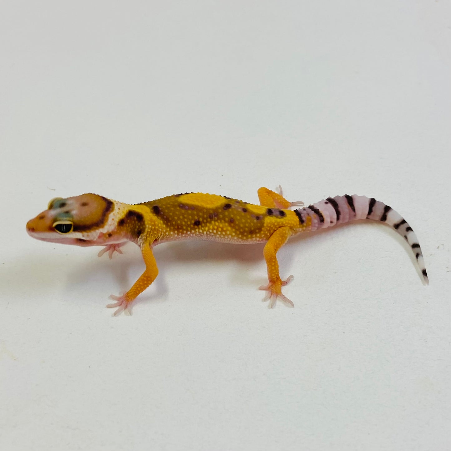 Bandit Citrine Leopard Gecko- Pos Male #B-C9-62823-1