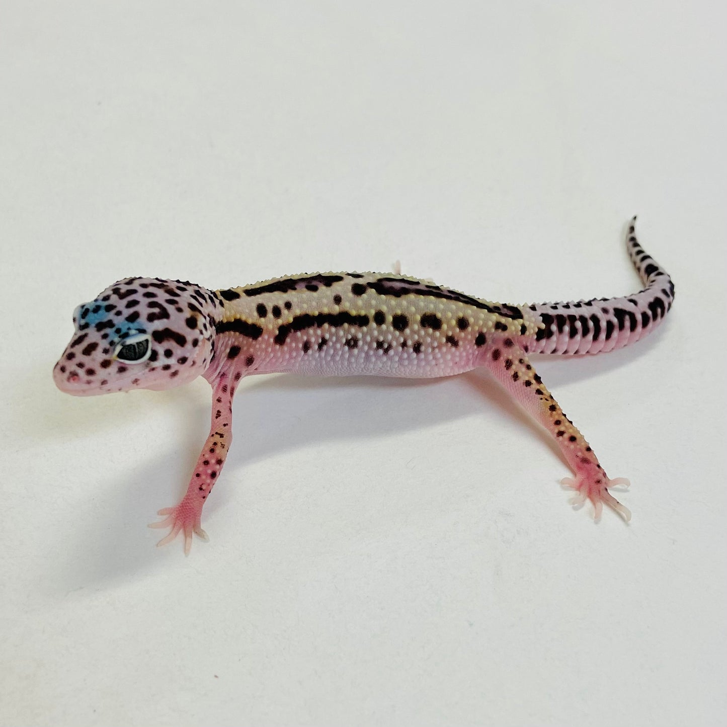 Dark Mack Snow Reverse Stripe Leopard Gecko- Pos Male #C-C1-53123-1