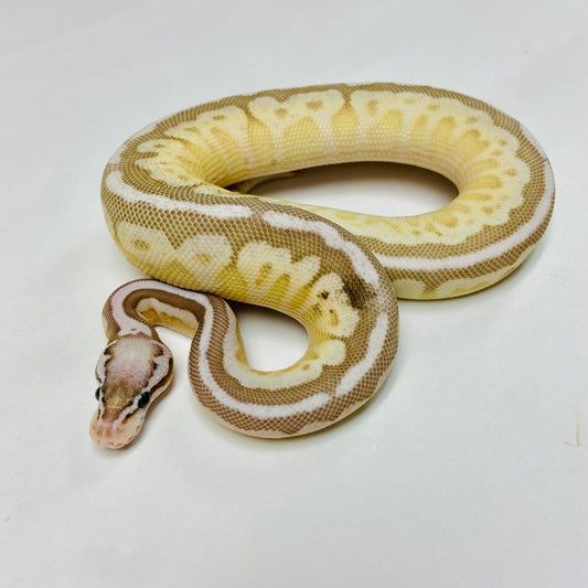 Pastel Lesser Bongo Ball Python- Female #2023F01