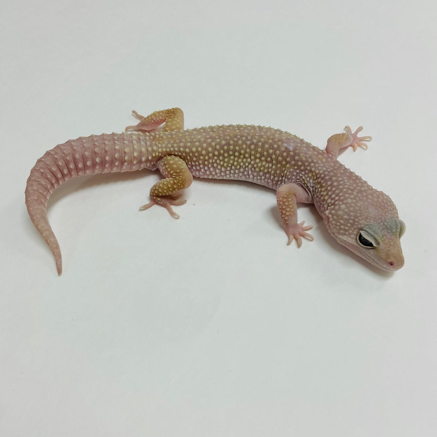 Mack Snow Murphy Patternless Leopard Gecko Male A-C3-81922-1
