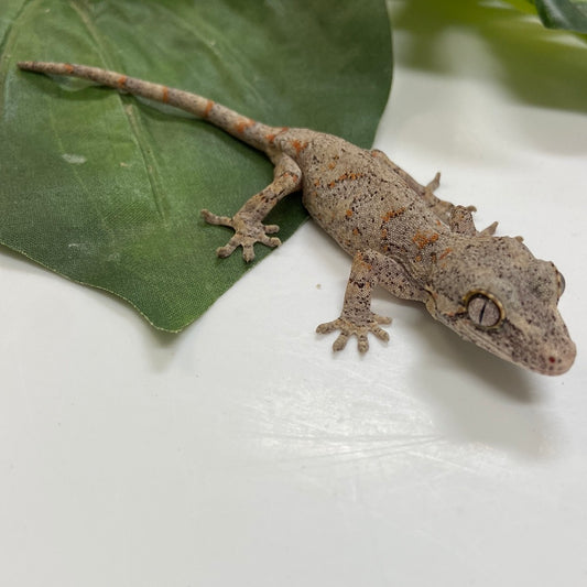 Orange Blotched Reticulated Gargoyle Gecko- 2023 Unsexed #SL301