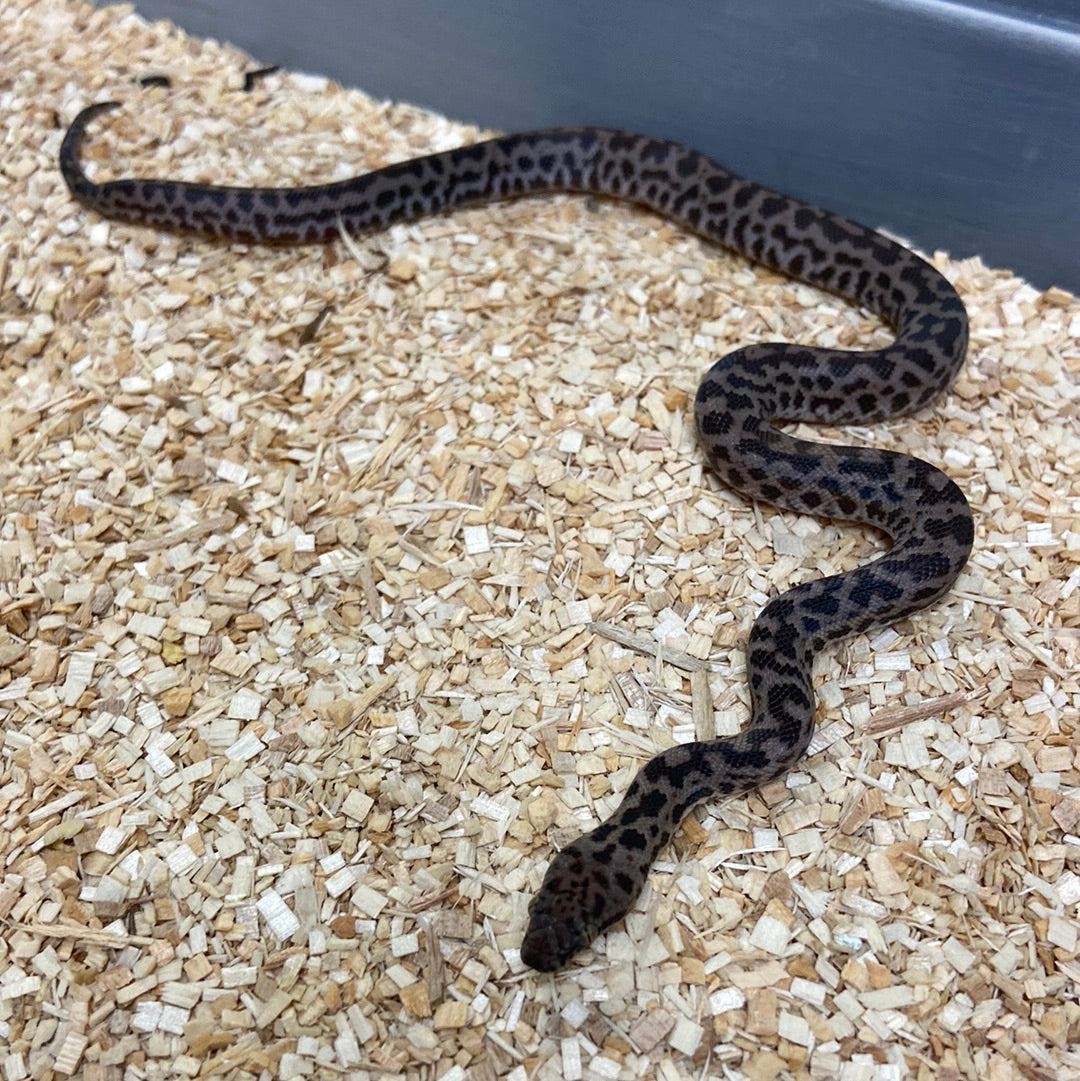 Spotted Python 2023 Male M01