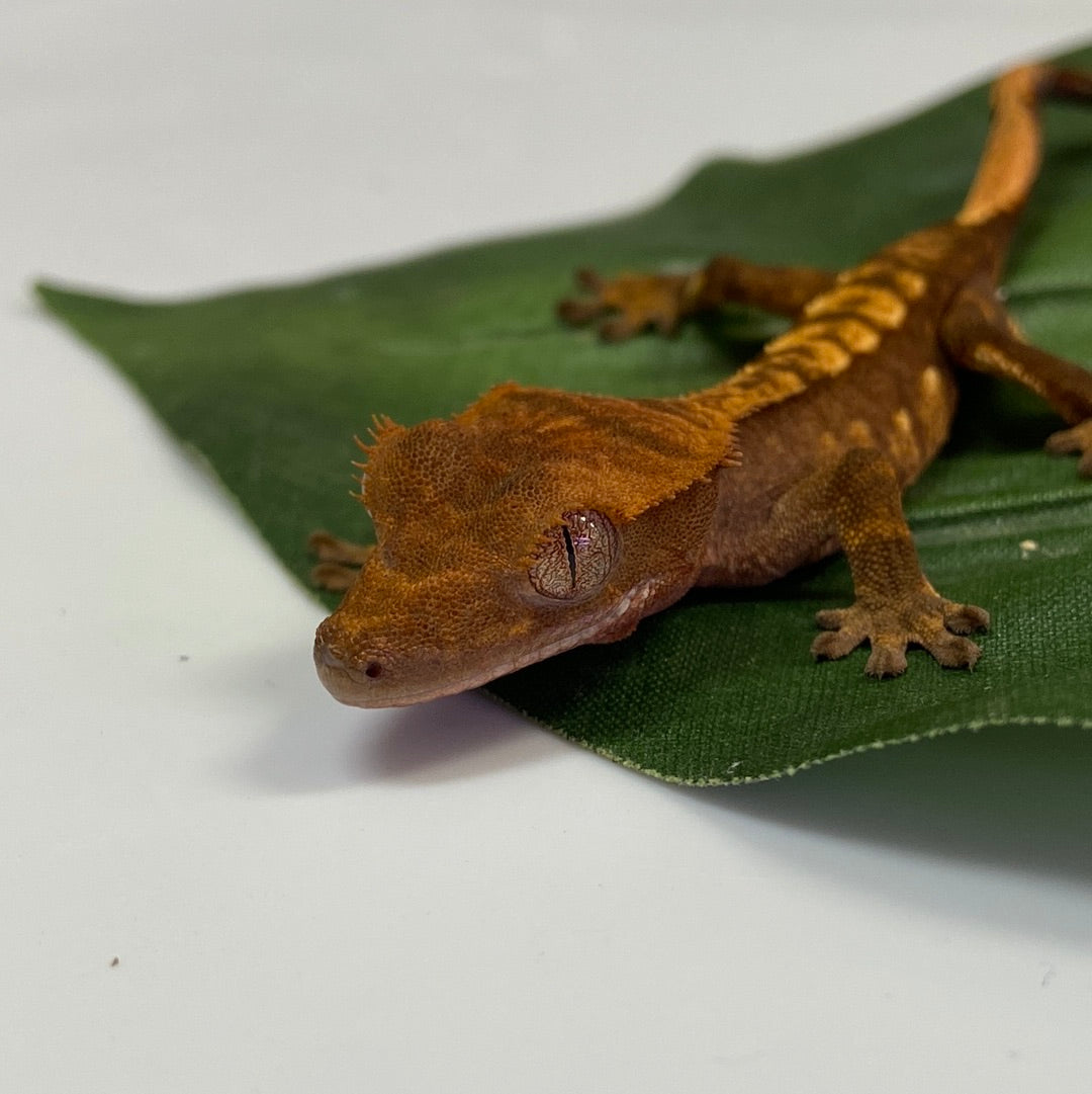 Harlequin Crested Gecko #CGG209