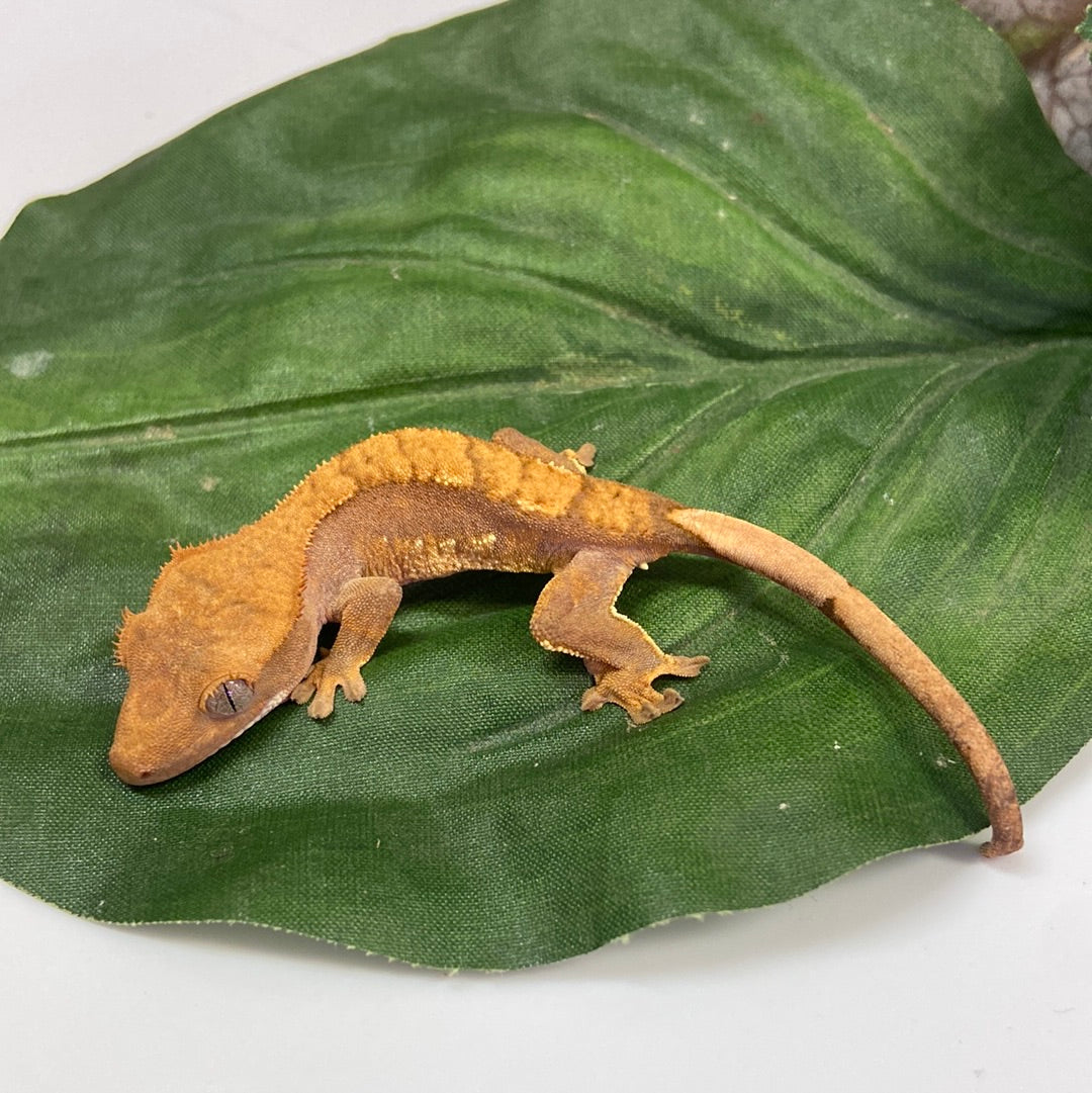 Red Tri Color Crested Gecko #FD01