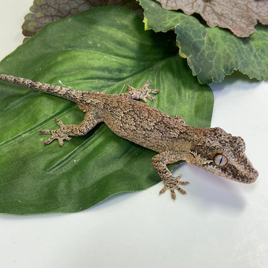 Possible Phantom Eye Reticulated Gargoyle Gecko -Male #HBS06