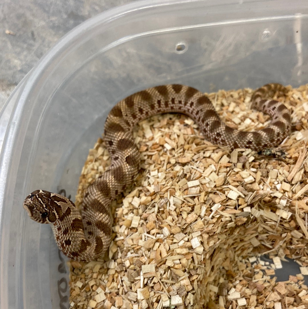Anaconda Het Albino Pos Het Snow Western Hognose #2023F03