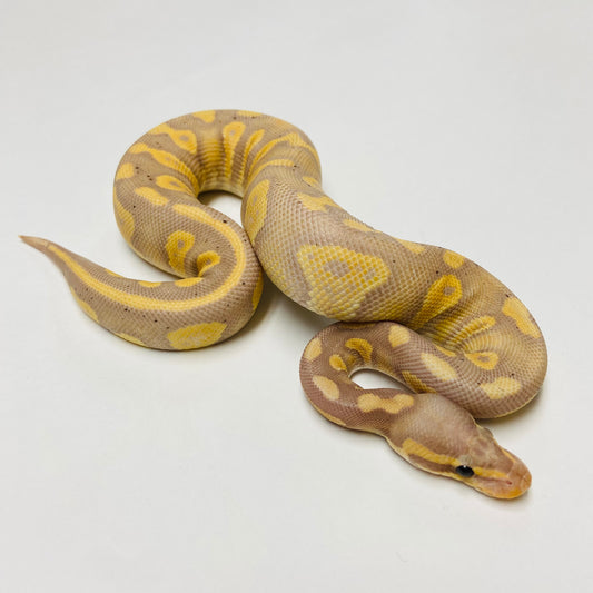 Banana Chocolate Ball Python- Male #2023M04