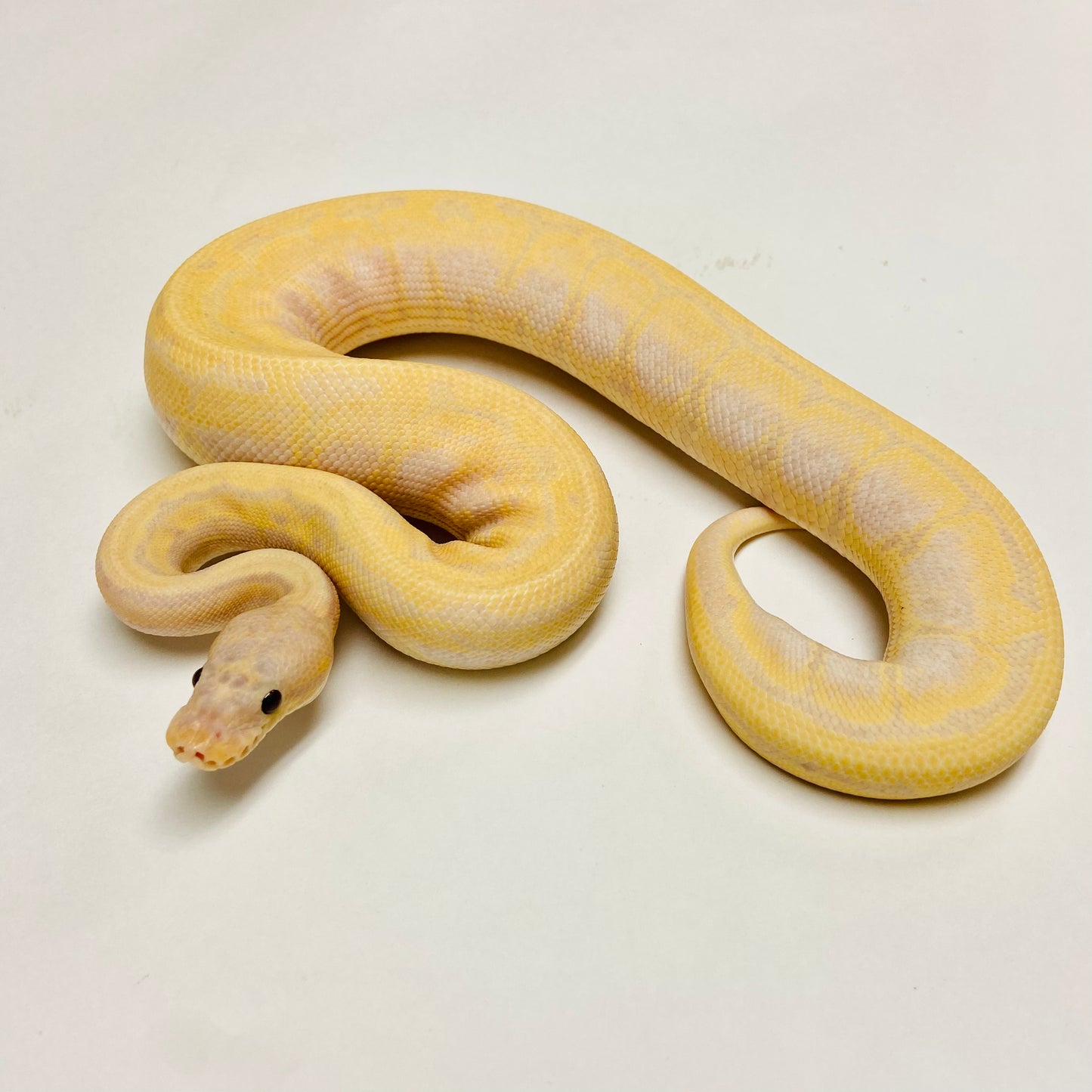 Super Banana Enchi Lori Pinstripe Ball Python - Male #2022M01