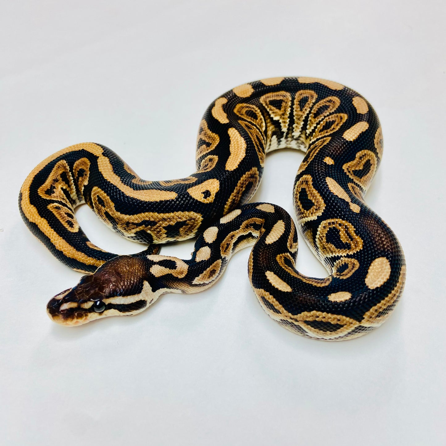 Black Pastel Ball Python- Male #2023M04