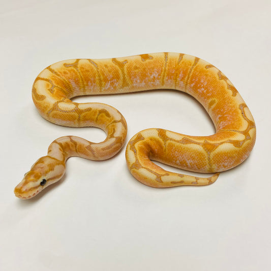 Banana Spider Mojave Ball Python- Male #2023M01