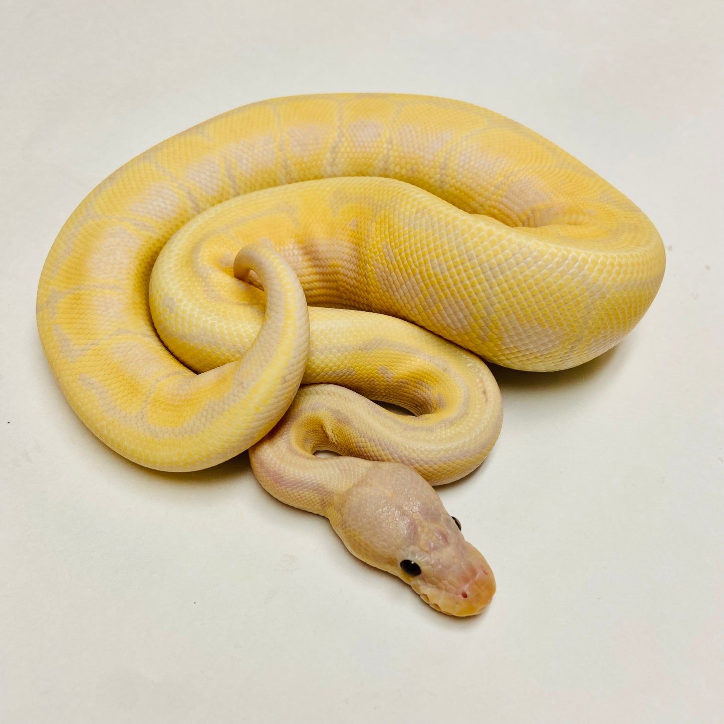 Super Banana Lori Pinstripe Ball Python - Male #2022M01