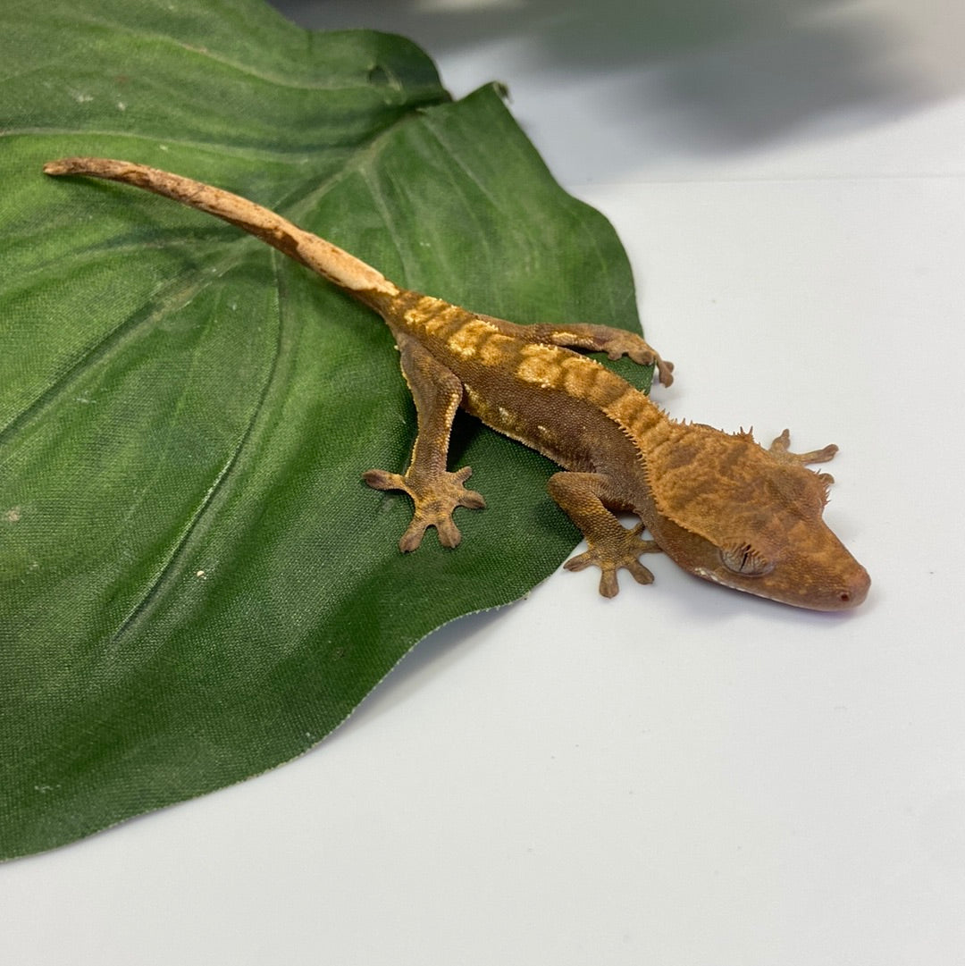 Red Harlequin Crested Gecko #CGG206