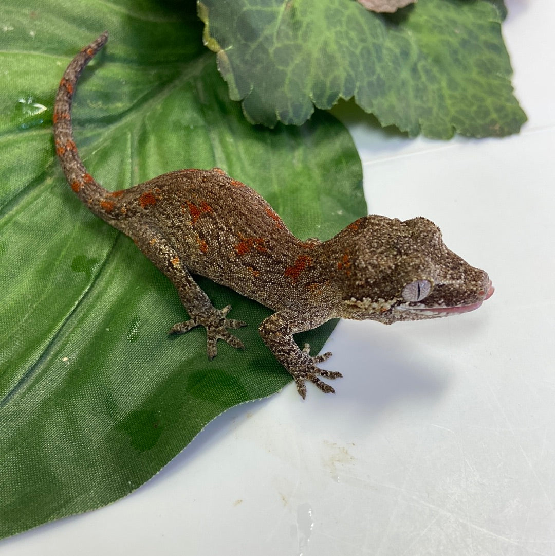 Orange Blotched Reticulated Gargoyle Gecko- Pos Female #AN231