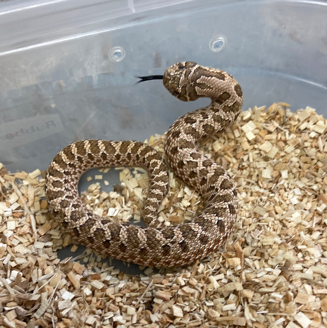 Het Pastel Pink Albino Western Hognose 2023 Male M02