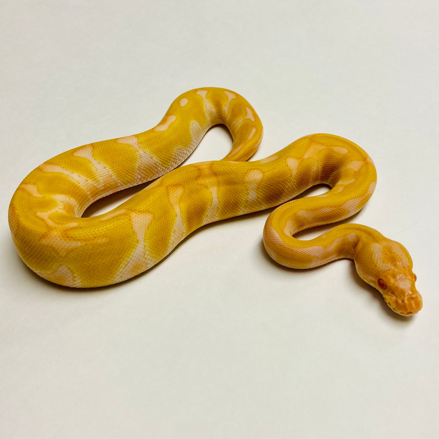 Albino Enchi Het Clown Ball Python- Female #2023F01
