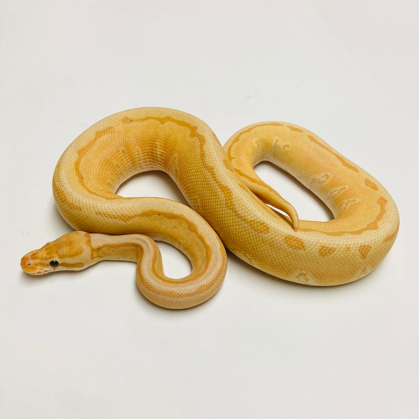 Banana Enchi Pinstripe X-treme Ball Python - Female #2022F01