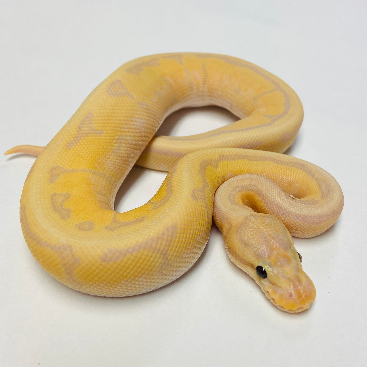 Banana Enchi Orange Dream Pinstripe Ball Python- Male #2023M01
