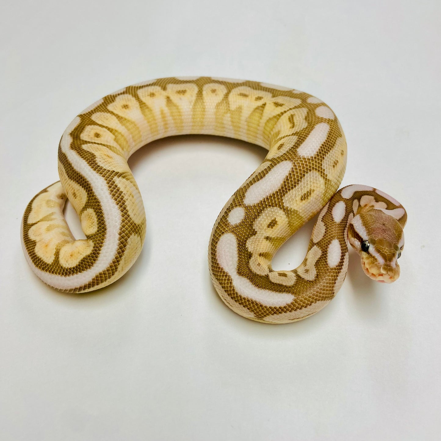 Pastel Lesser Bongo Ball Python- Female #2023F02