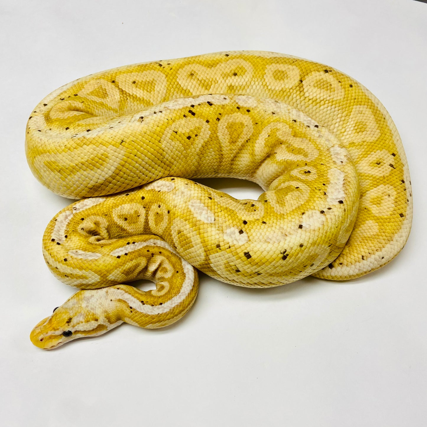 Adult Banana Pewter Ball Python- Female