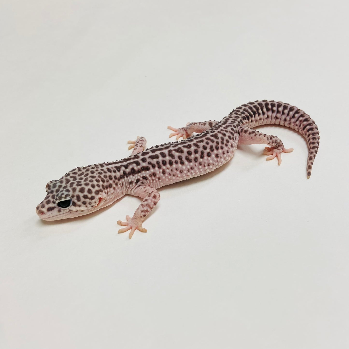 Dark Super Snow Leopard Gecko Male C-C3-61723-1