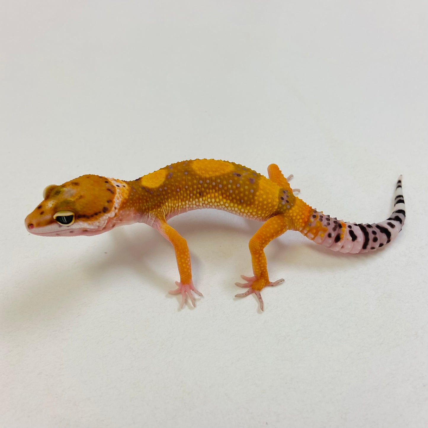 Tangerine Leopard Gecko Female #B-B4-52623-1