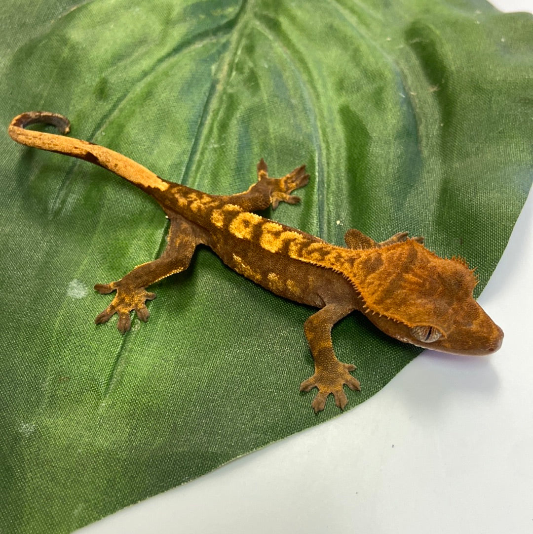 Harlequin Crested Gecko #CGG209