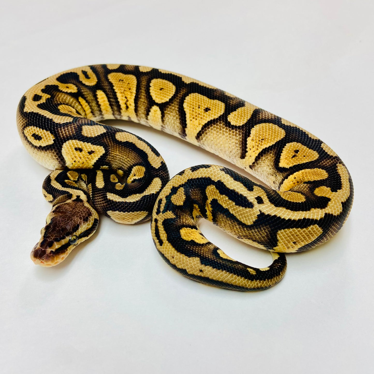 Pastel Mahogany Het Pied Ball Python- Male #2023M01