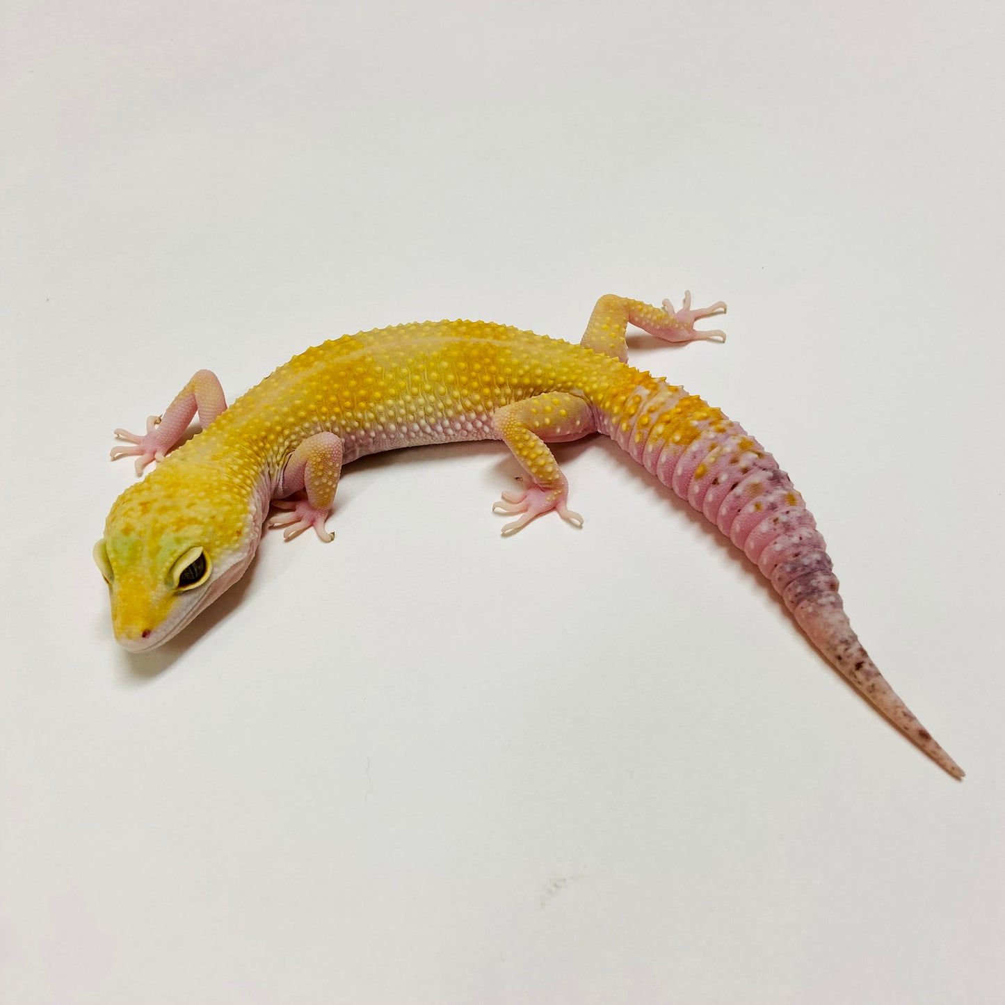 Super Hypo Tangerine Carrot Tail Baldy W/Y Leopard Gecko Female E-J10-82519-1