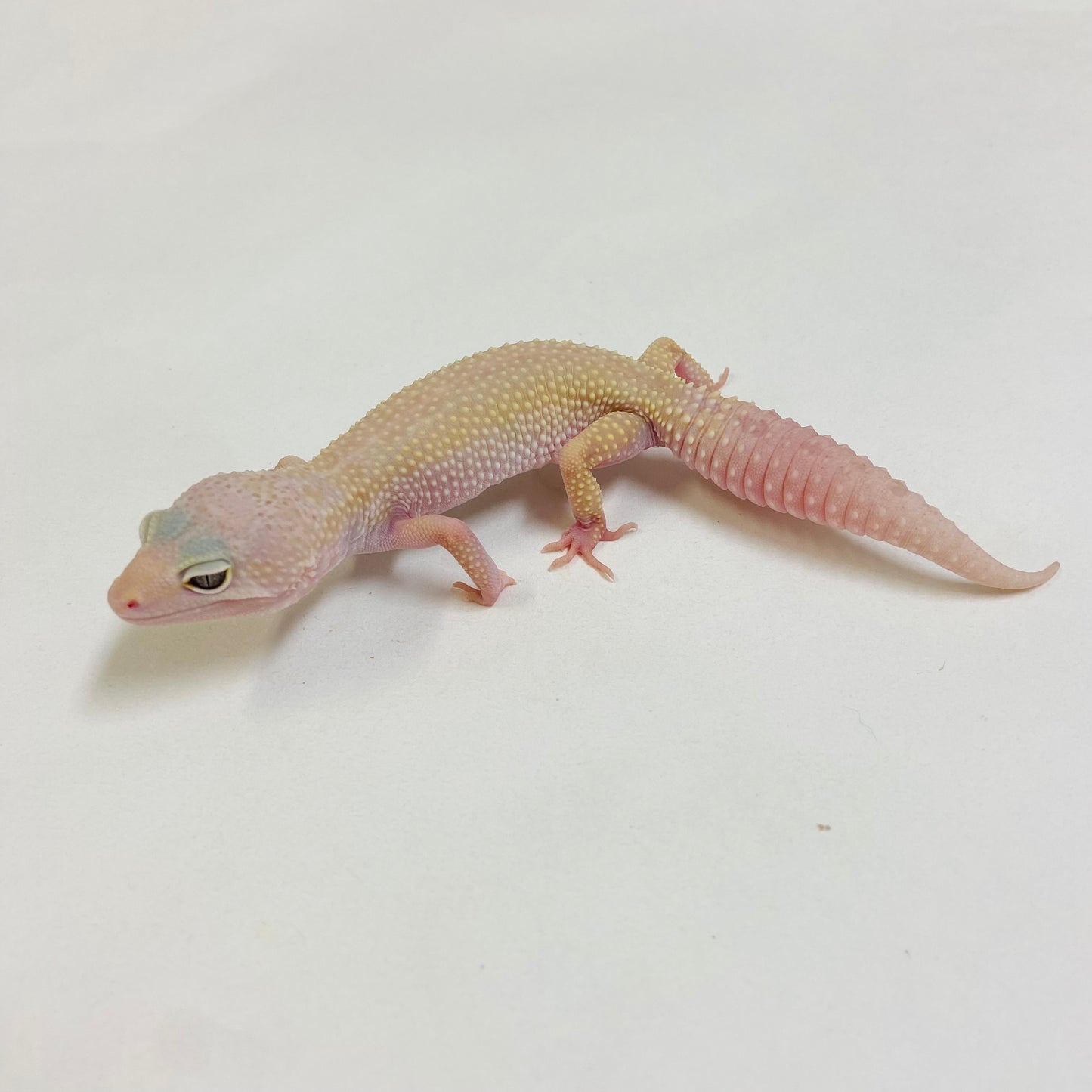 Mack Snow Murphy Patternless W/Y Leopard Gecko Female- #D-C3-61622-1