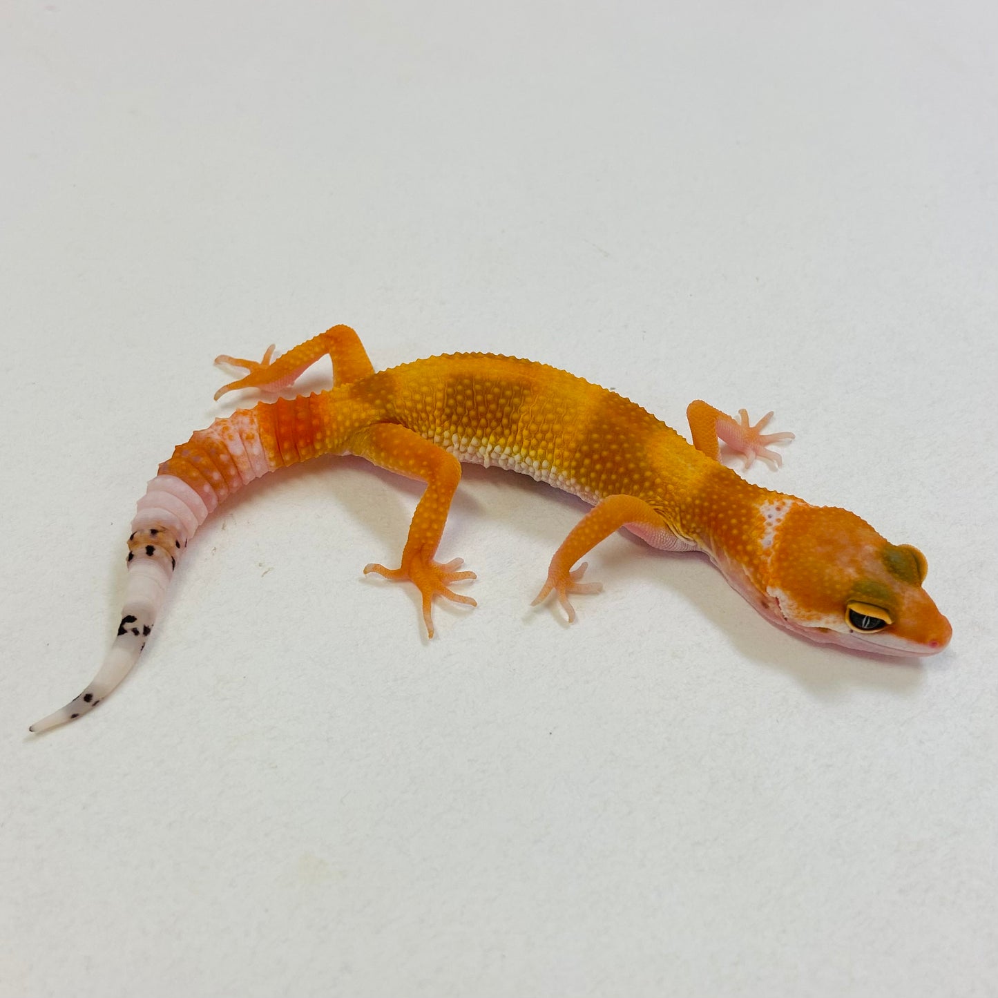 Super Hypo Tangerine Carrot Tail Baldy Leopard Gecko Pos Male #B-B3-52623-1