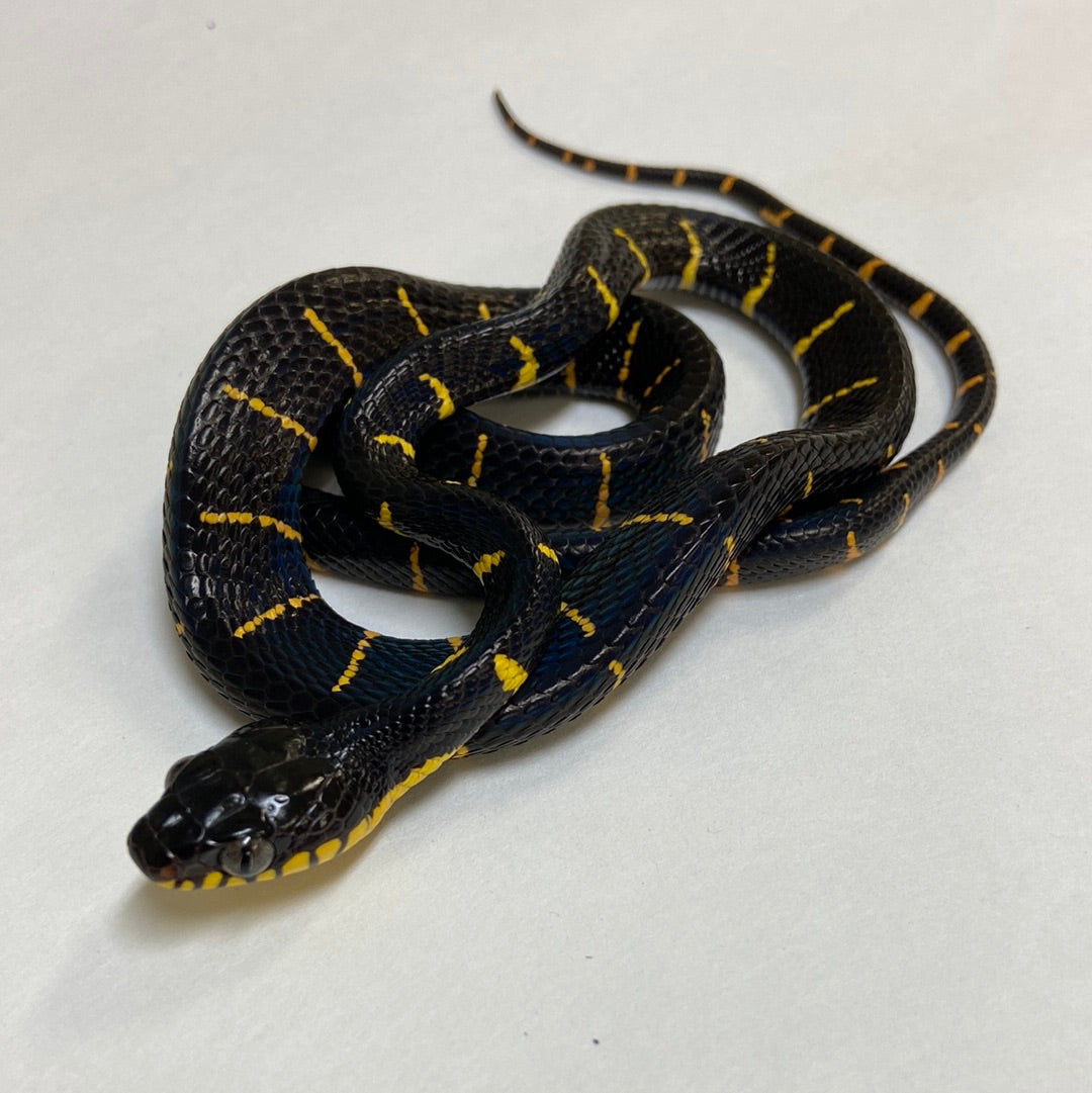 Mangrove Snake- 2023 Female #100123-F05