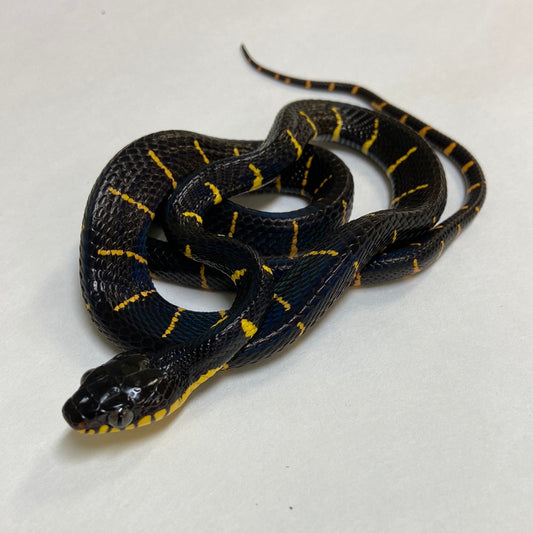 Mangrove Snake- 2023 Female #100123-F05