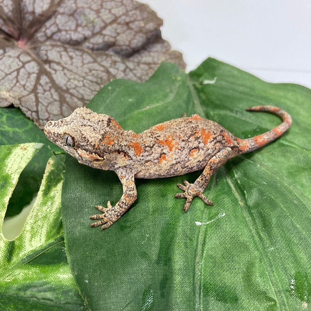Super Blotched Reticulated Gargoyle Gecko Pos Female #AN233