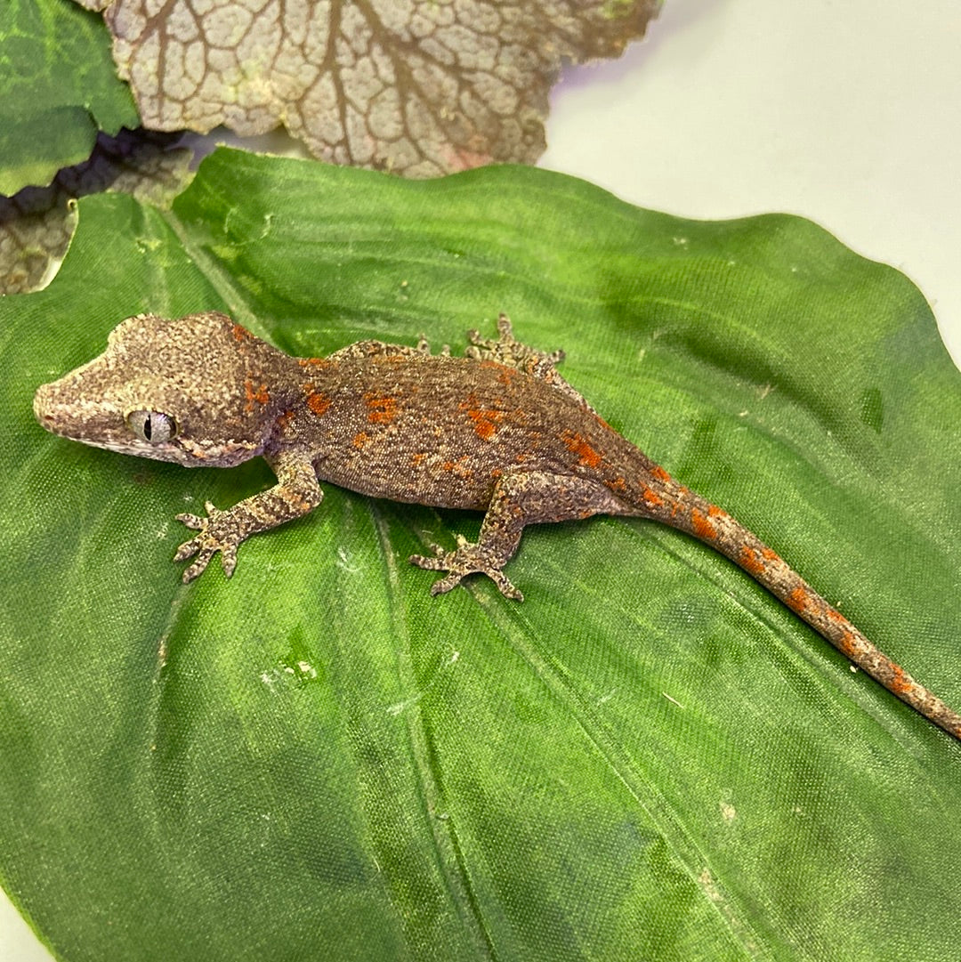 Red Blotched Reticulated Gargoyle Gecko Pos Female #AN235
