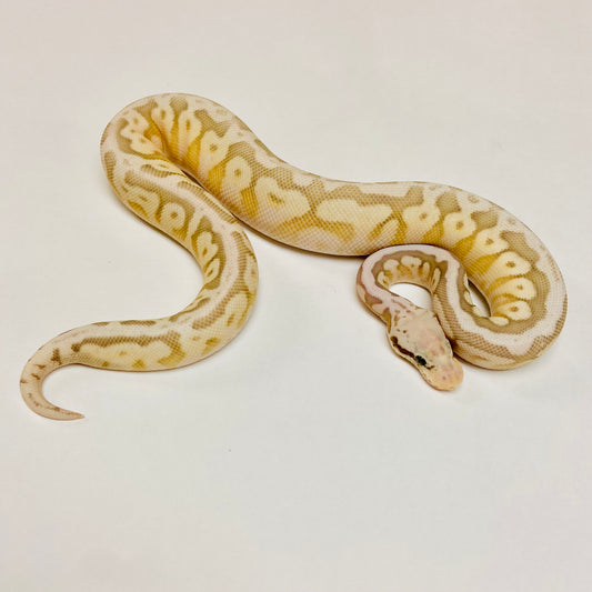 Lesser Pewterbee Ball Python- Female #2023F01