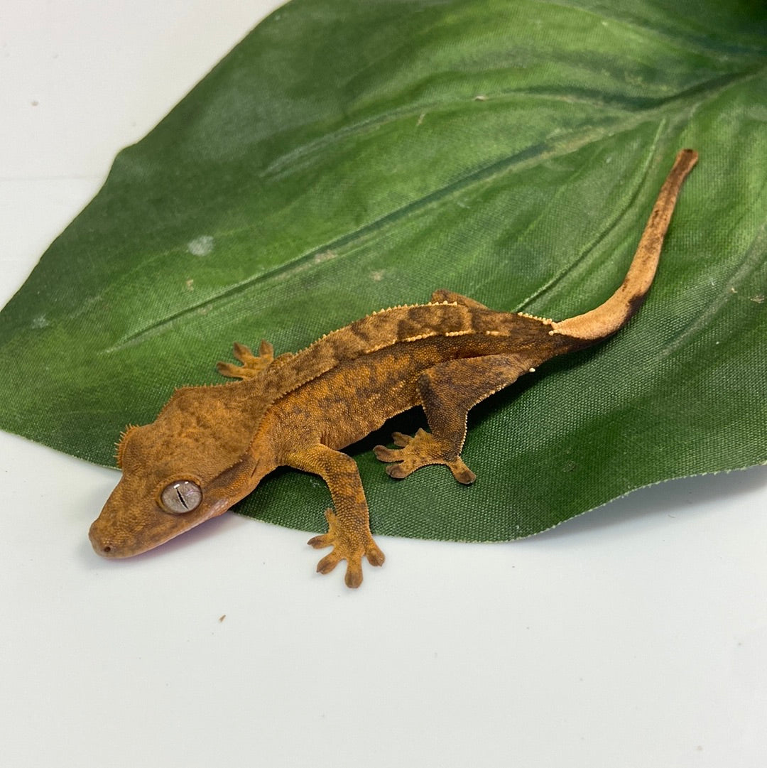Yellow Tiger Crested Gecko #CGG1