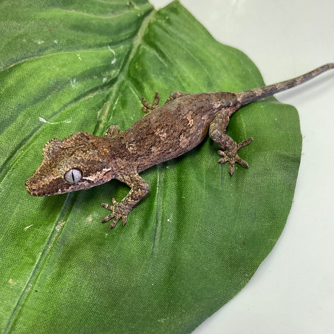 Pos Phantom Eye Reticulated Gargoyle Gecko Prob Female #HBS234